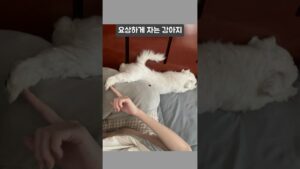 maxresdefault 47